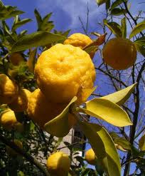 ERIK ZWAGA GEURENGOEROE YUZU