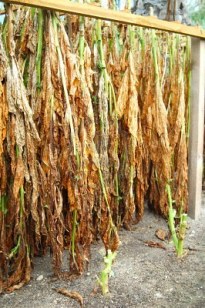 ERIK ZWAGA GEURENGOEROE TABAK