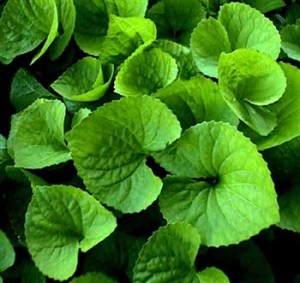 ERIK ZWAGA GEURENGOEROE VIOOLTJESBLAD