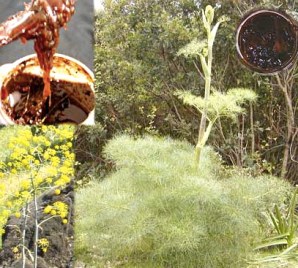 ERIK ZWAGA GEURENGOEROE GALBANUM