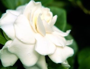 ERIK ZWAGA GEURENGOEROE GARDENIA