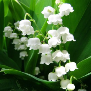 ERIK ZWAGA GEURENGOEROE LELIETJE-VAN-DALEN