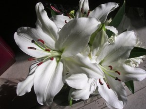 ERIK ZWAGA GEURENGOEROE LELIE