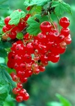 ERIK ZWAGA GEURENGOEROE RODE BES