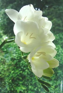 ERIK ZWAGA GEURENGOEROE FRESIA