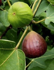 ERIK ZWAGA GEURENGOEROE VIJG