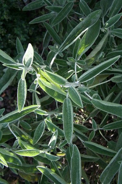 ERIK ZWAGA GEURENGOEROE SALIE