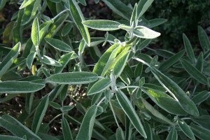 ERIK ZWAGA GEURENGOEROE SALIE