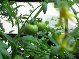 ERIK ZWAGA GEURENGOEROE TOMATENBLAD