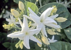 ERIK ZWAGA GEURENGOEROE JASMIJN