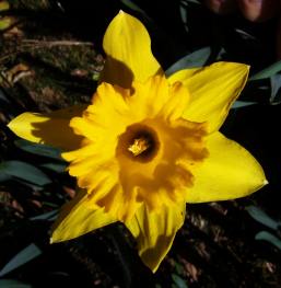 ERIK ZWAGA GEURENGOEROE NARCIS