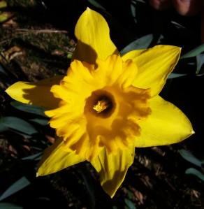 ERIK ZWAGA GEURENGOEROE NARCIS