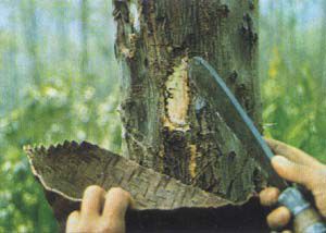 ERIK ZWAGA GEURENGOEROE STYRAX BENZOINE