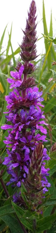 ERIK ZWAGA GEURENGOEROE KATTENSTAART