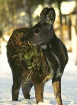 ERIK ZWAGA GEURENGOEROE MUSKHERT
