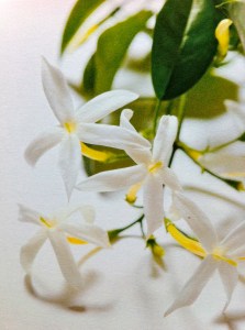 ERIK ZWAGA GEURENGOEROE JASMIJN