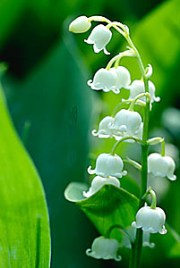 ERIK ZWAGA GEURENGOEROE MUGUET