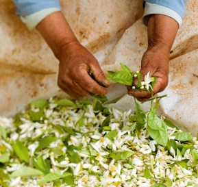 ERIK ZWAGA GEURENGOEROE NEROLI YVES ROCHER MOOD