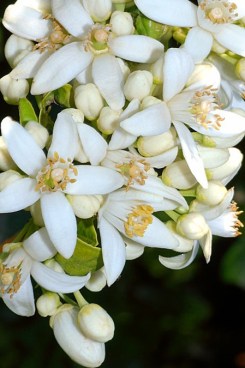 ERIK ZWAGA GEURENGOEROE ORANJEBLOESEM