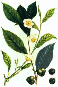 ERIK ZWAGA GEURENGOEROE CAMELLIA SINESIS THEE