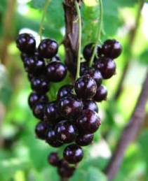 ERIK ZWAGA GEURENGOEROE ZWARTE BES