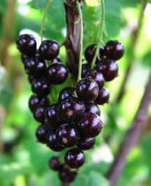 ERIK ZWAGA GEURENGOEROE ZWARTE BES