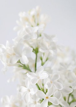 ERIK ZWAGA GEURENGOEROE WITTE SERING