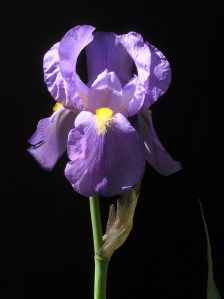 ERIK ZWAGA GEURENGOEROE IRIS PALLIDA