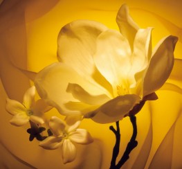 ERIK ZWAGA GEURENGOEROE JASMIIJN MAGNOLIA