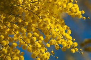 ERIK ZWAGA GEURENGOEROE MIMOSA