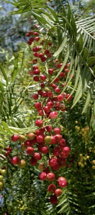 ERIK ZWAGA GEURENGOEROE SHINUS MOLLE:ROZE PEPER