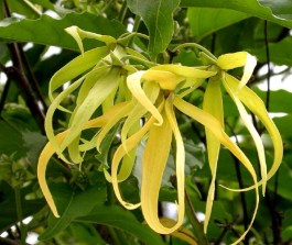ERIK ZWAGA GEURENGOEROE YLANG-YLANG