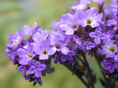 ERIK ZWAGA GEURENGOEROE HELIOTROOP