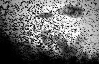 ERIK ZWAGA GEURENGOEROE VOL D'HIRONDELLE LM PARFUMS MOOD