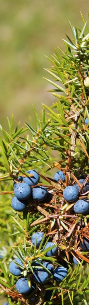 ERIK ZWAGA GEURENGOEROE JENEVERBES