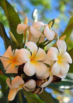 ERIK ZWAGA GEURENGOEROE TIARE