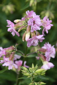 ERIK ZWAGA GEURENGOEROE ZEEPKRUID