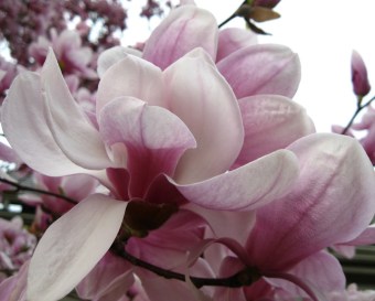 MAGNOLIA
