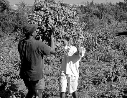 GERANIUM ROSAT RECOLTE REUNION