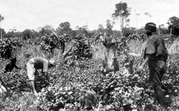 COLLECTIETROPENMUSEUM HET OOGSTEN VAN PATCHOELI OP BOUWLAND LADANG BIJ TENOM ATJEH NOORD SUMATRA