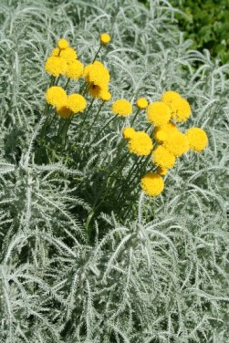 SANTOLINA HEILIGENKRUID