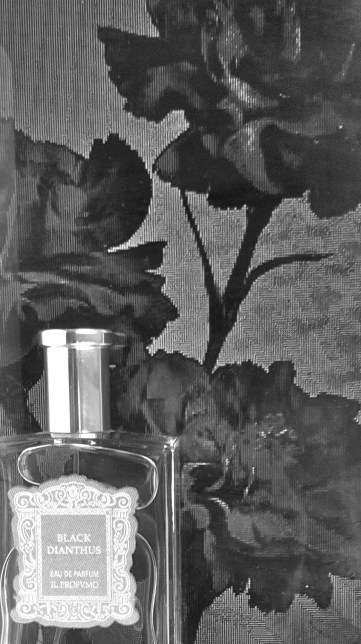 BLACK DIANTHUS IL PROFVMO