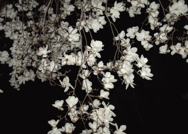 MAGNOLIA AT NIGHT