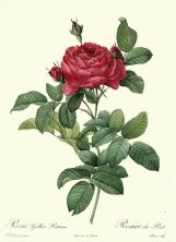 ROSA GALLICA REDOUTE