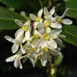 OSMANTHUS