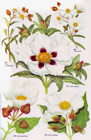 CISTUS LABDANUM