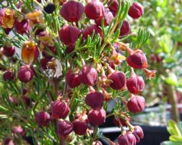 BORONIA
