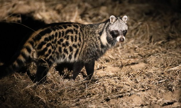 CIVET 1