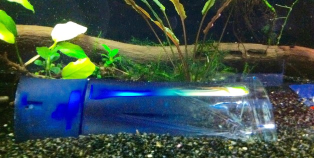 HOMME EAU PARFUM KENZO 1