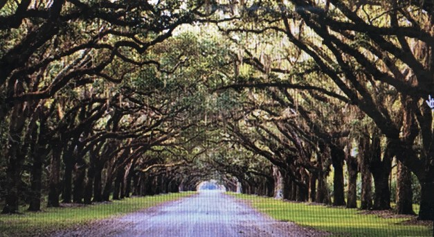 COLONIA QUERCIA ACQUA DI PARMA MOOD